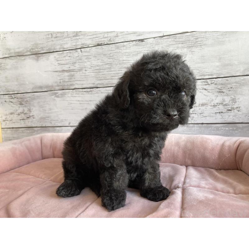 販売中の北海道のチワプー:チワワ×トイプードル-430772の4枚目