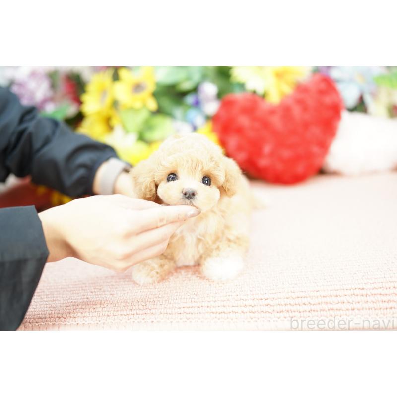 販売中の埼玉県のビションプー:ビションフリーゼ×トイプードル-430771の4枚目