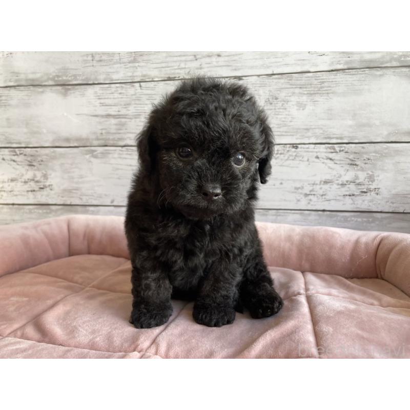 販売中の北海道のチワプー:チワワ×トイプードル-430772の3枚目