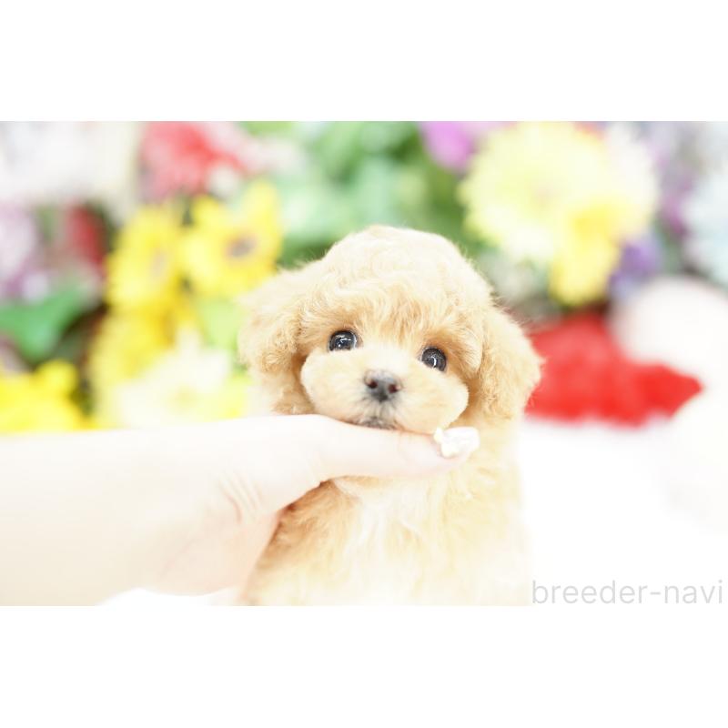 販売中の埼玉県のビションプー:ビションフリーゼ×トイプードル-430771の3枚目