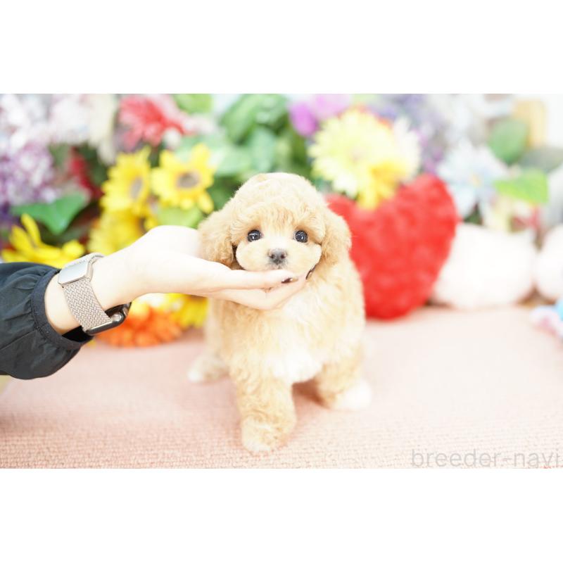 販売中の埼玉県のビションプー:ビションフリーゼ×トイプードル-430771の2枚目