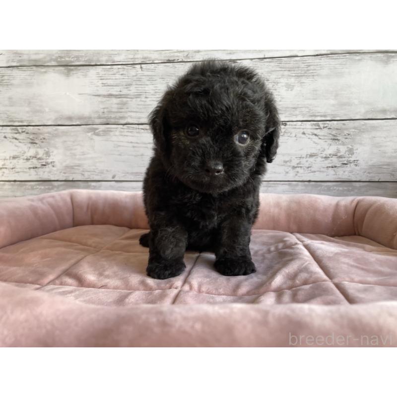 販売中の北海道のチワプー:チワワ×トイプードル-430772の2枚目