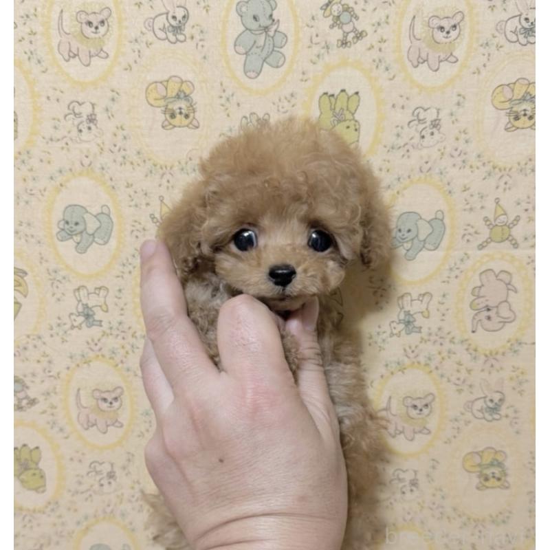 販売中の東京都のティーカッププードル-430773の2枚目