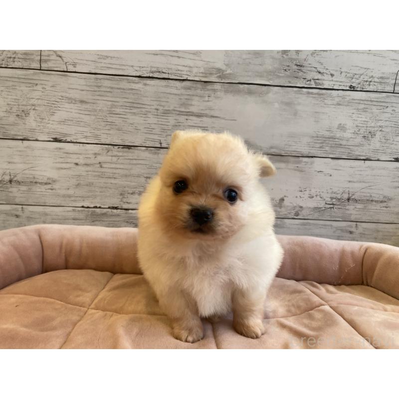 販売中の北海道のポメチワ:ポメラニアン×チワワ-430777の6枚目