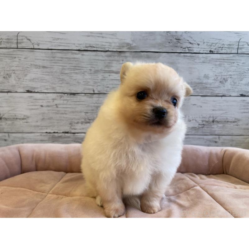 販売中の北海道のポメチワ:ポメラニアン×チワワ-430777の5枚目