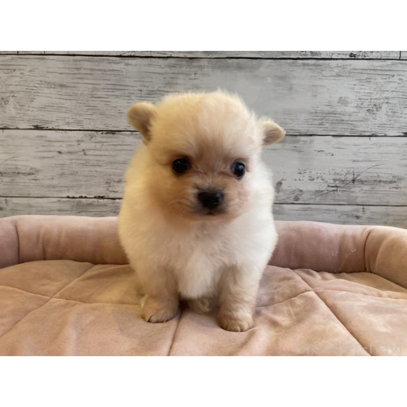 販売中の北海道のポメチワ:ポメラニアン×チワワ-430777の4枚目