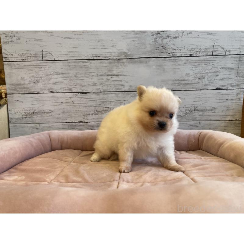 販売中の北海道のポメチワ:ポメラニアン×チワワ-430777の3枚目