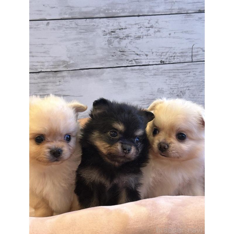 販売中の北海道のポメチワ:ポメラニアン×チワワ-430777の2枚目