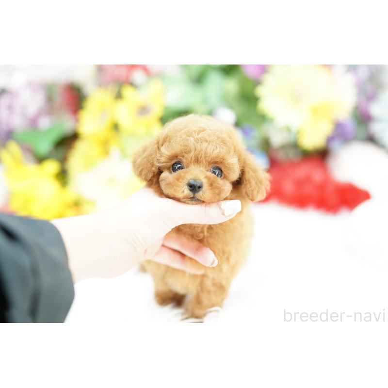 販売中の埼玉県のトイプードル-430775の6枚目