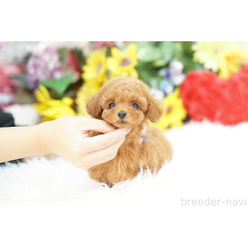 販売中の埼玉県のトイプードル-430775の5枚目