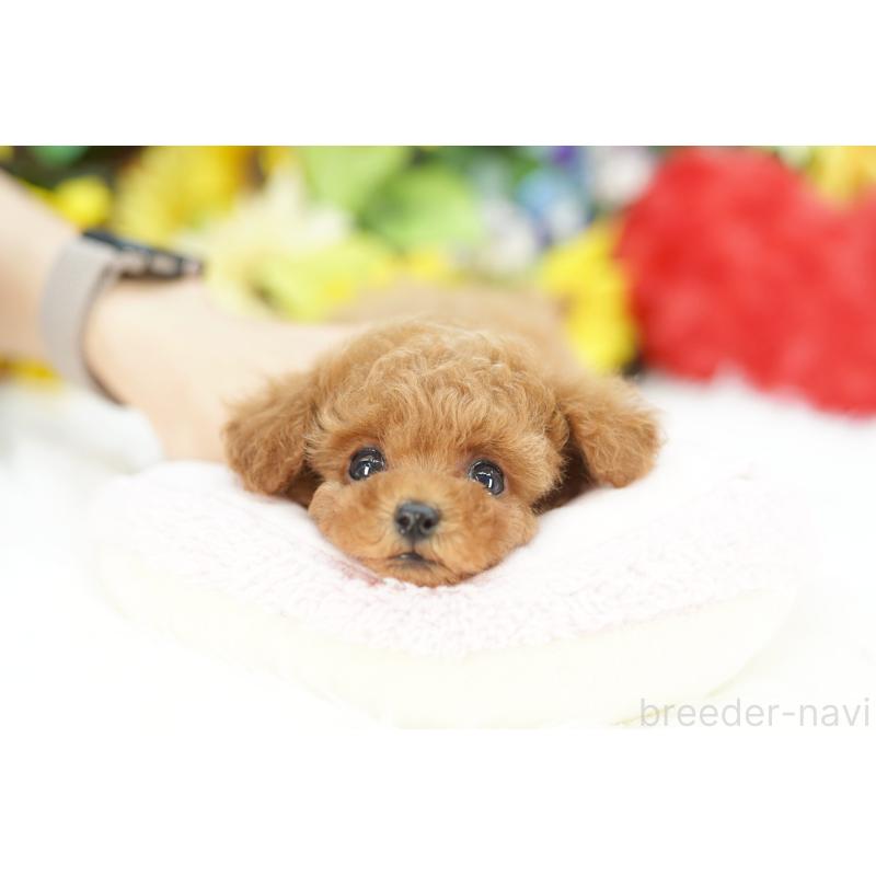 販売中の埼玉県のトイプードル-430775の3枚目