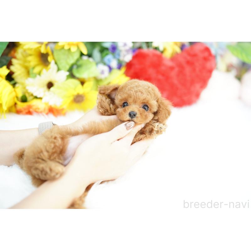 販売中の埼玉県のトイプードル-430775の2枚目