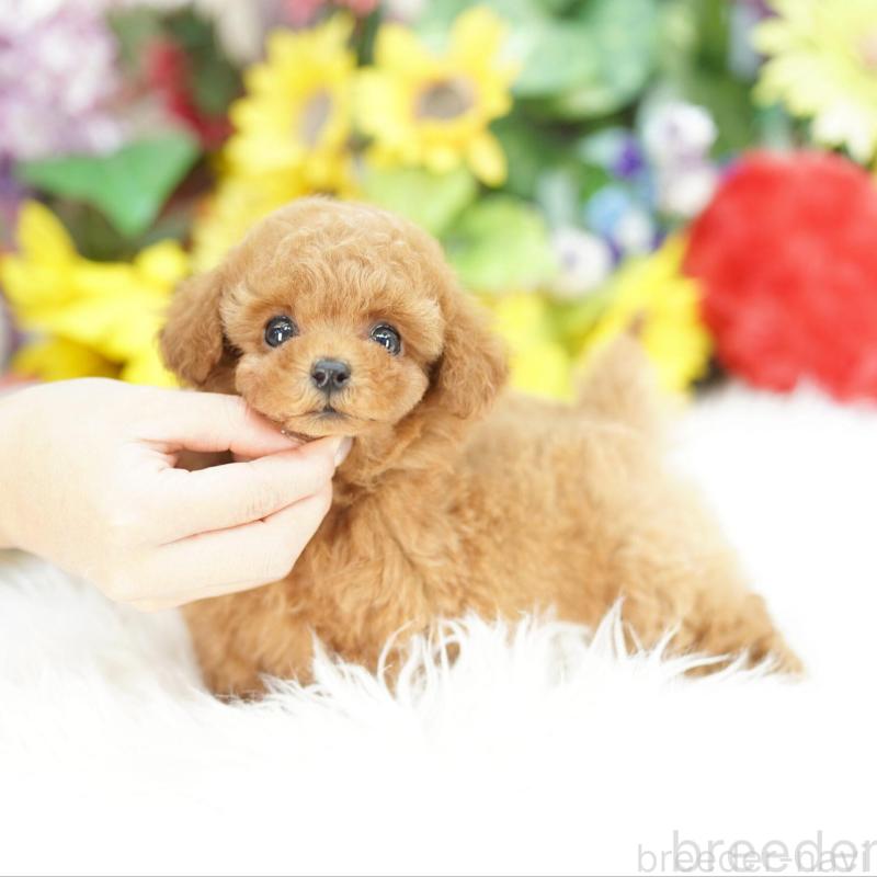 販売中の埼玉県のトイプードル-430775の1枚目