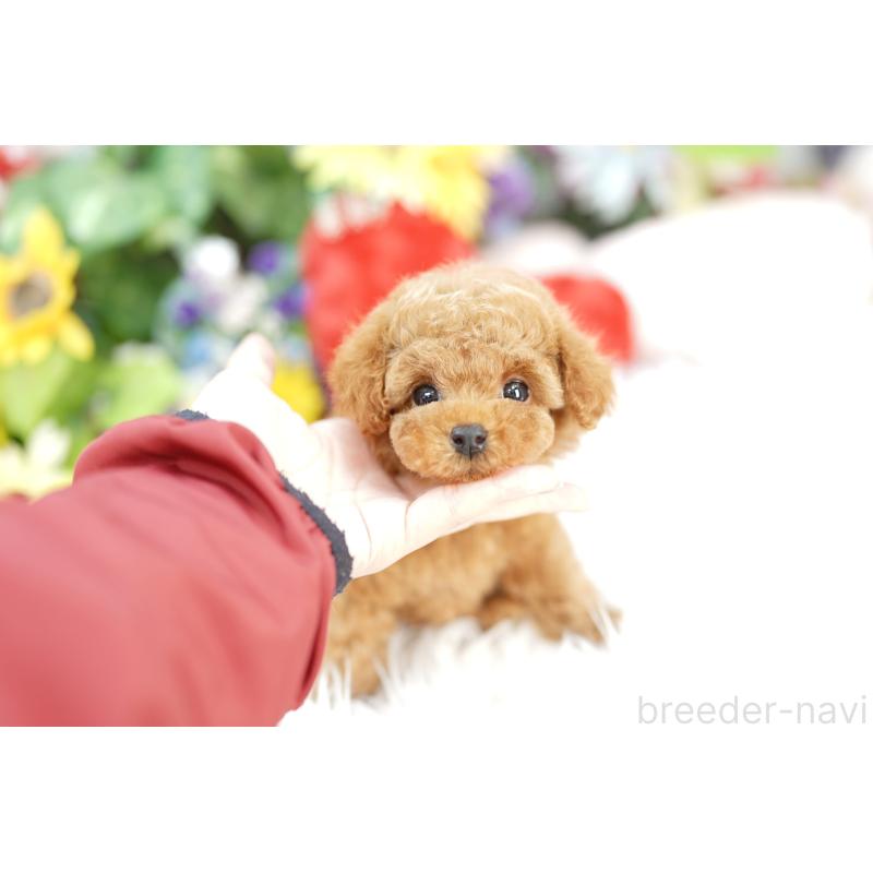 販売中の埼玉県のトイプードル-430776の4枚目