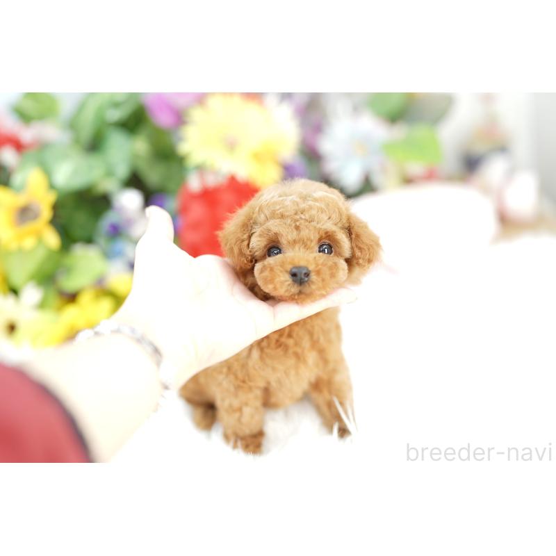 販売中の埼玉県のトイプードル-430776の3枚目