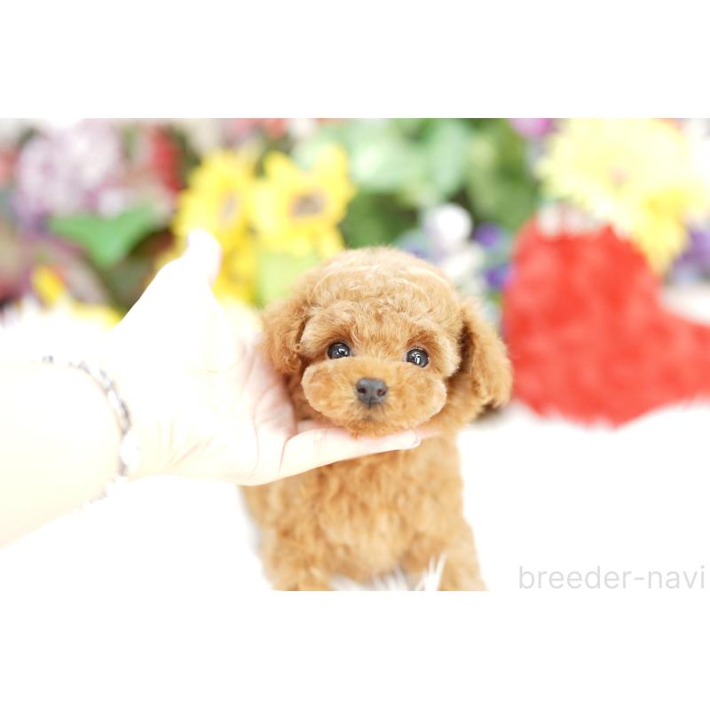 販売中の埼玉県のトイプードル-430776の2枚目