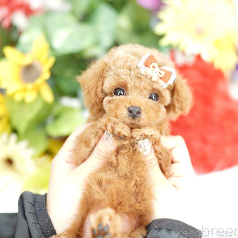 販売中の埼玉県のトイプードル-430776