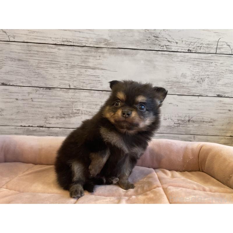 販売中の北海道のポメチワ:ポメラニアン×チワワ-430779の6枚目
