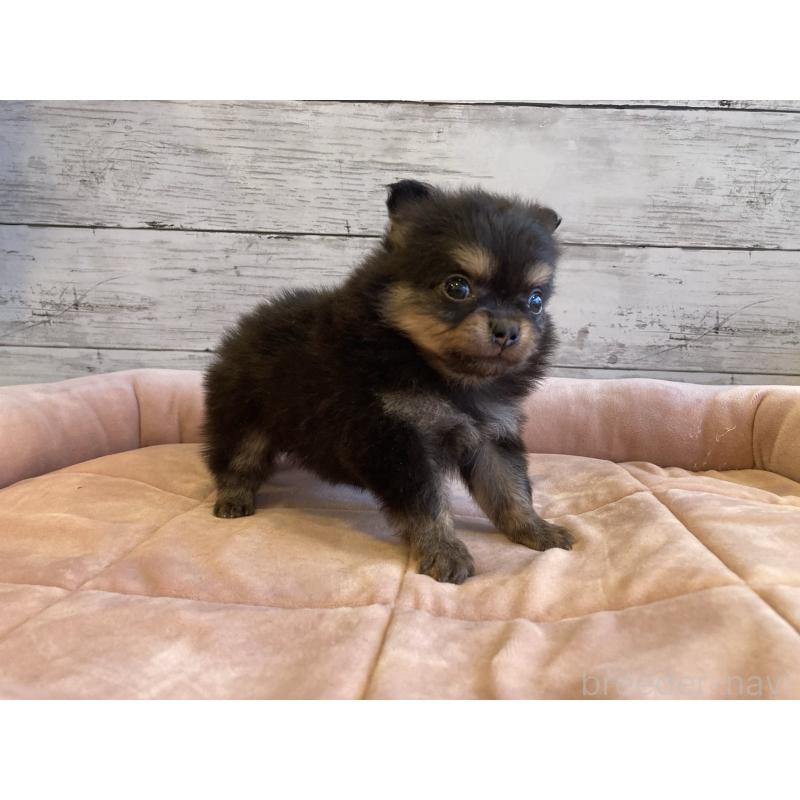 販売中の北海道のポメチワ:ポメラニアン×チワワ-430779の5枚目