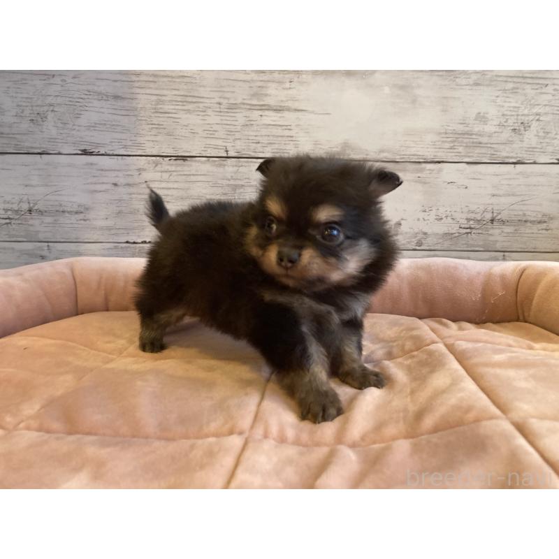 販売中の北海道のポメチワ:ポメラニアン×チワワ-430779の4枚目