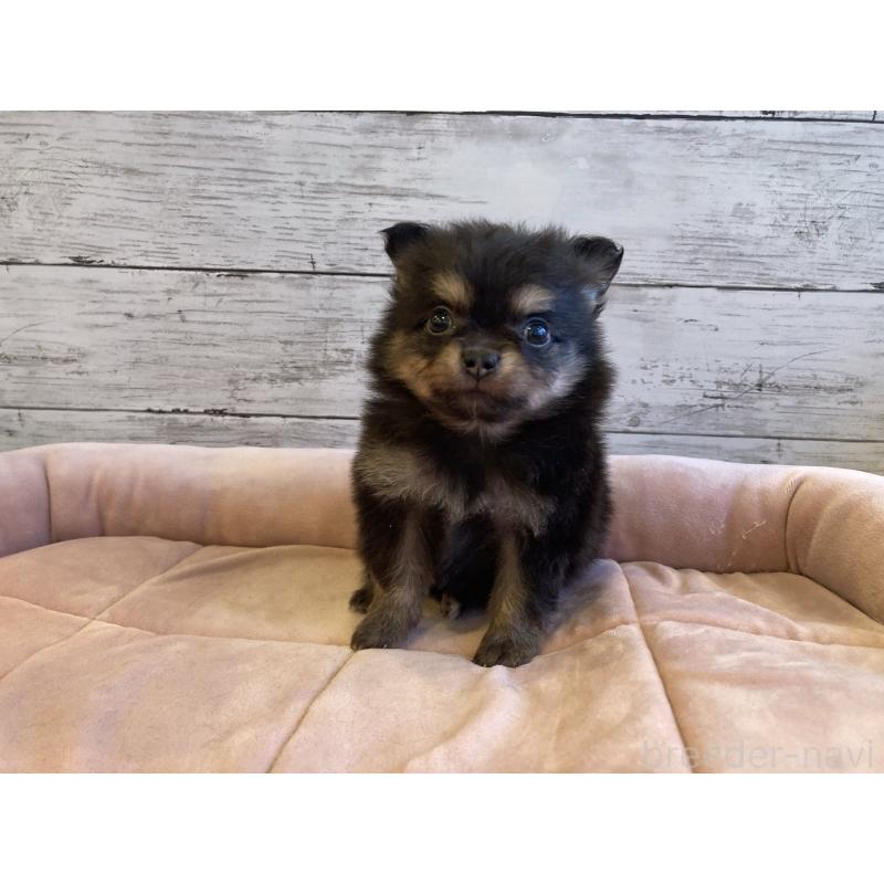 販売中の北海道のポメチワ:ポメラニアン×チワワ-430779の3枚目