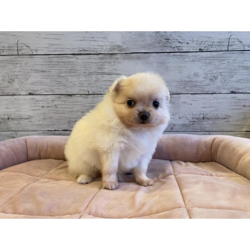 販売中の北海道のポメチワ:ポメラニアン×チワワ-430780の6枚目