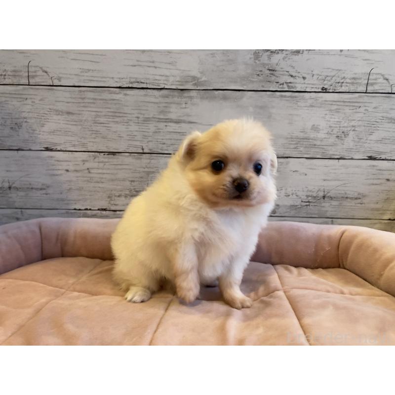 販売中の北海道のポメチワ:ポメラニアン×チワワ-430780の5枚目