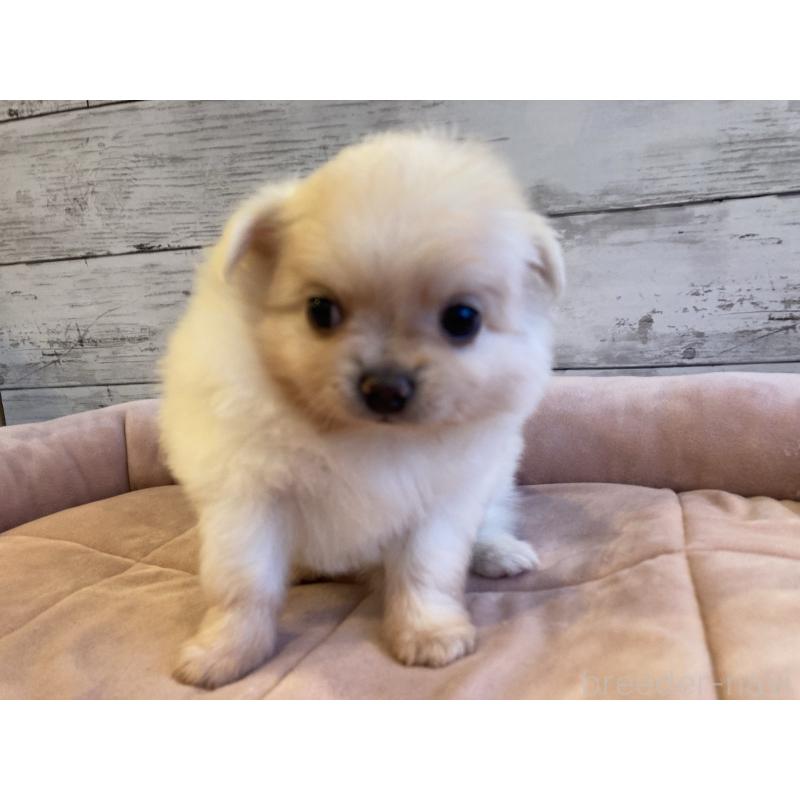 販売中の北海道のポメチワ:ポメラニアン×チワワ-430780の4枚目