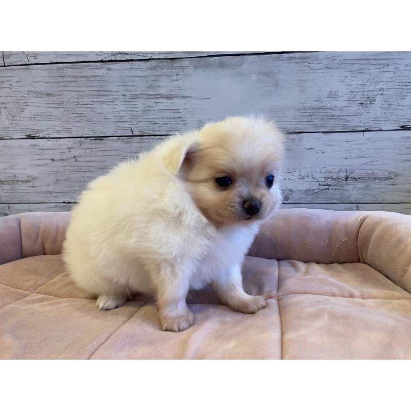 販売中の北海道のポメチワ:ポメラニアン×チワワ-430780の3枚目