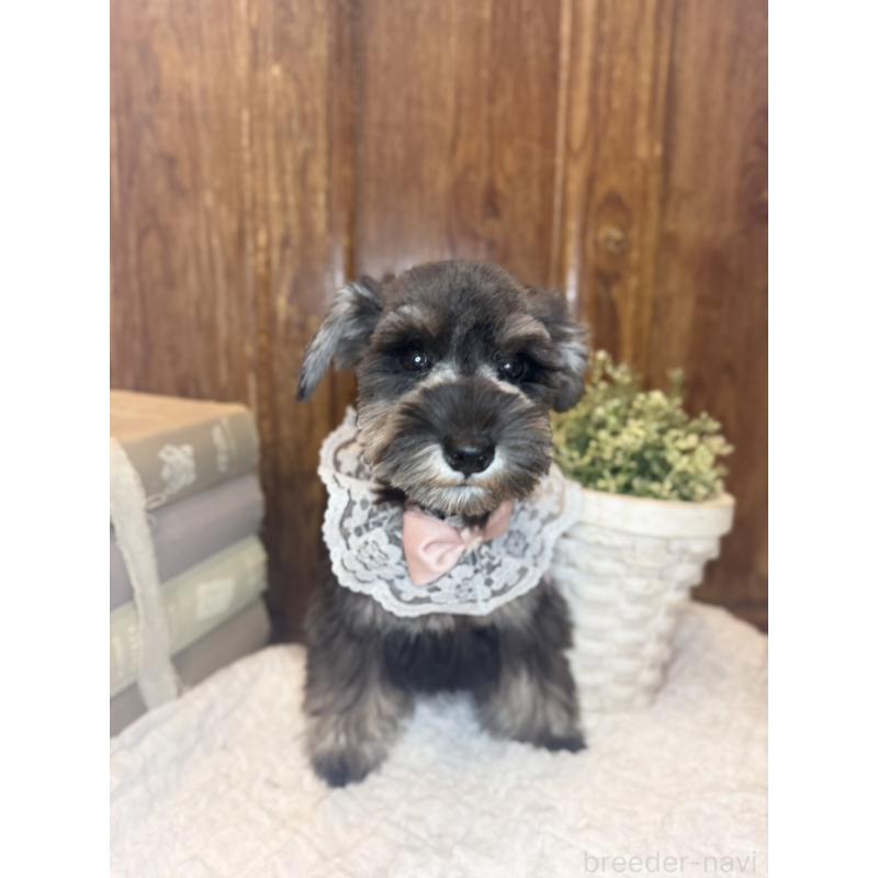 販売中の茨城県のミニチュアシュナウザー-430781の10枚目