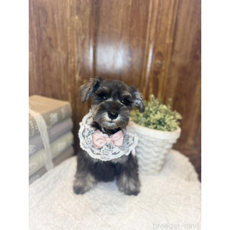 販売中の茨城県のミニチュアシュナウザー-430781の9枚目