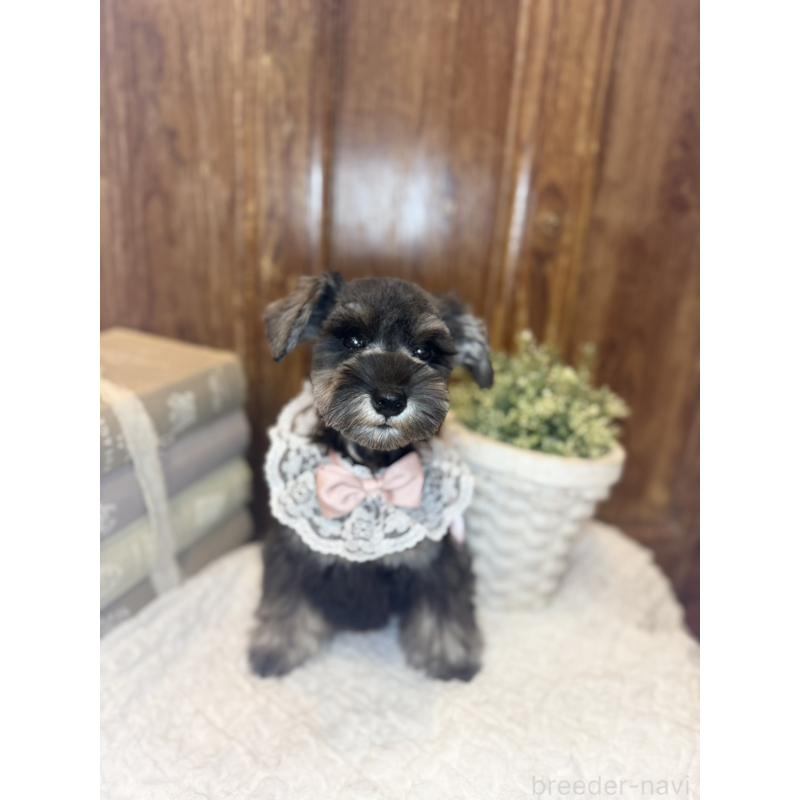 販売中の茨城県のミニチュアシュナウザー-430781の8枚目