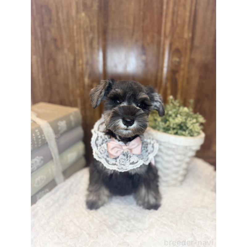 販売中の茨城県のミニチュアシュナウザー-430781の7枚目