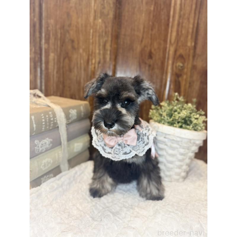 販売中の茨城県のミニチュアシュナウザー-430781の6枚目