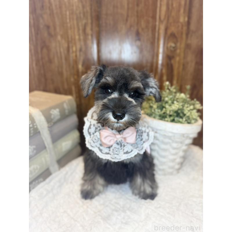 販売中の茨城県のミニチュアシュナウザー-430781の5枚目