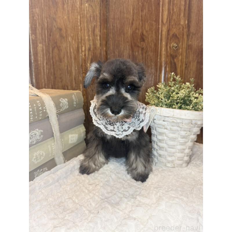 販売中の茨城県のミニチュアシュナウザー-430781の4枚目