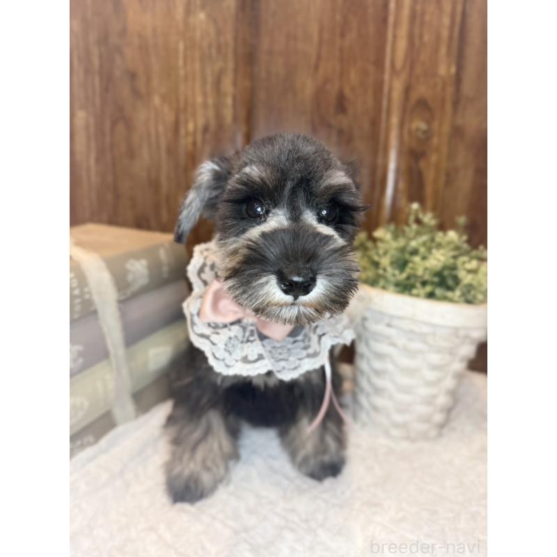 販売中の茨城県のミニチュアシュナウザー-430781の3枚目