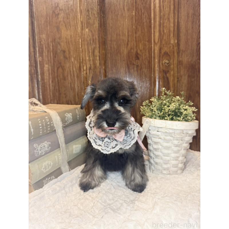 販売中の茨城県のミニチュアシュナウザー-430781の2枚目