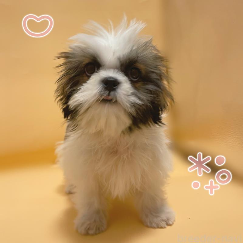 販売中の東京都のシーズー-430782の6枚目