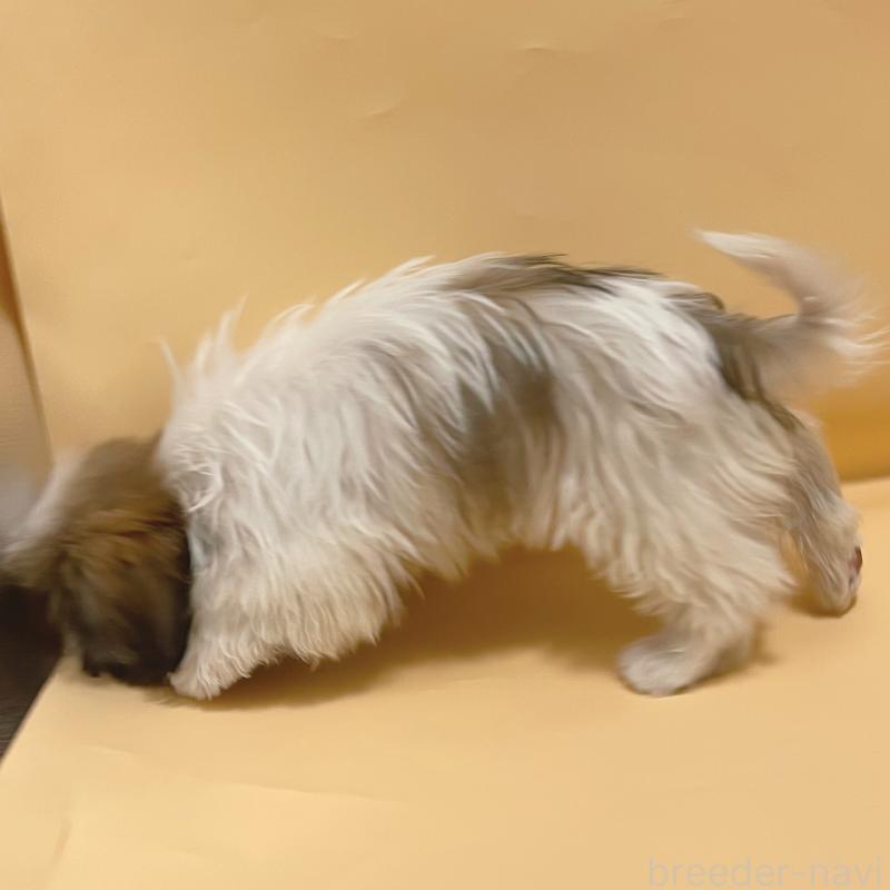 販売中の東京都のシーズー-430782の5枚目