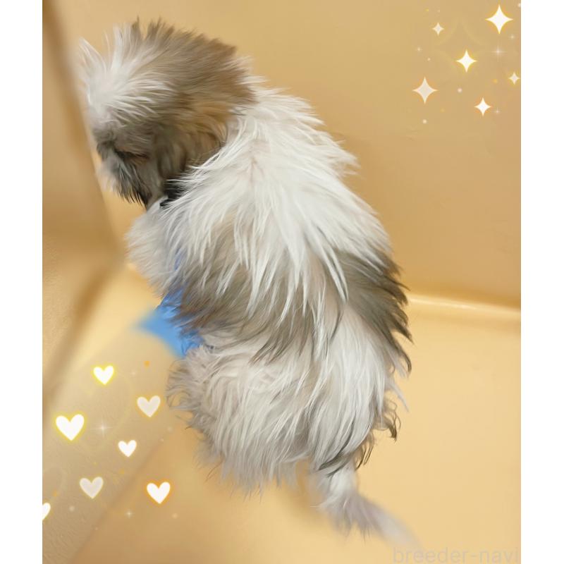 販売中の東京都のシーズー-430782の4枚目