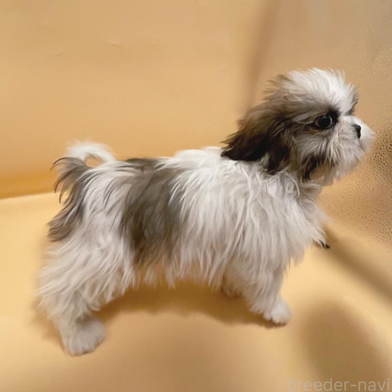 販売中の東京都のシーズー-430782の3枚目