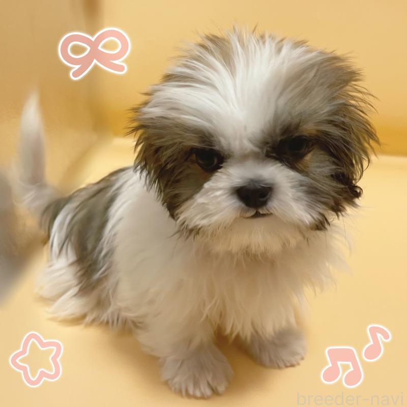 販売中の東京都のシーズー-430782の2枚目