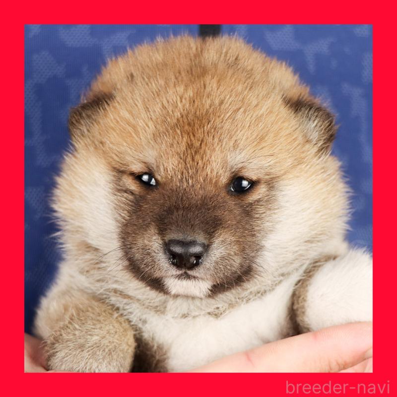 販売中の愛知県の柴犬-429142