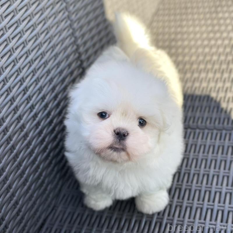 販売中の山梨県のミックス犬-430783の1枚目