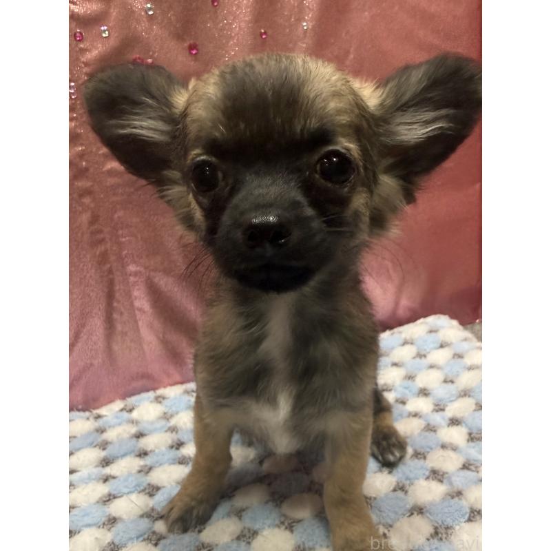 販売中の愛知県のチワワ(ロングコート)-416520の2枚目