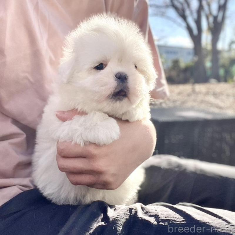 販売中の山梨県のミックス犬-430783の10枚目