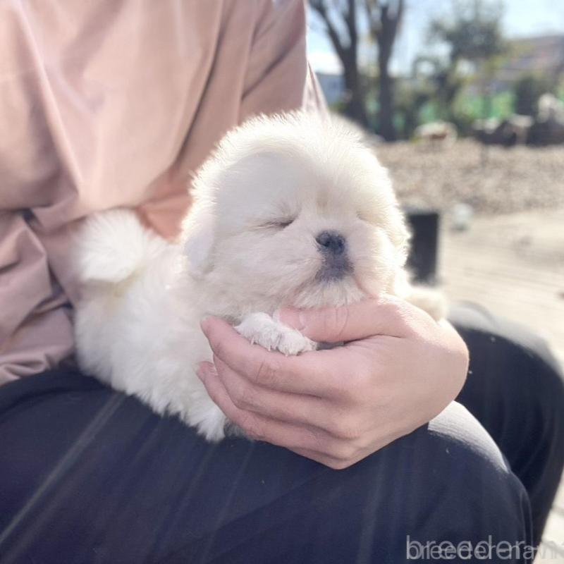 販売中の山梨県のミックス犬-430783の9枚目