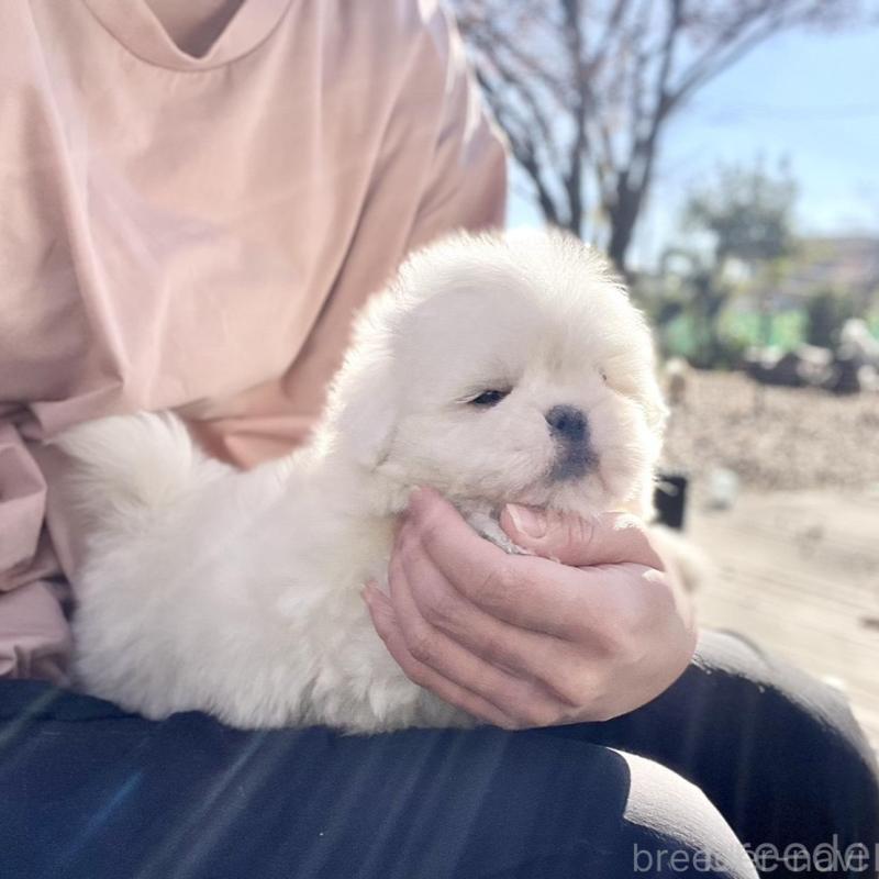 販売中の山梨県のミックス犬-430783の8枚目