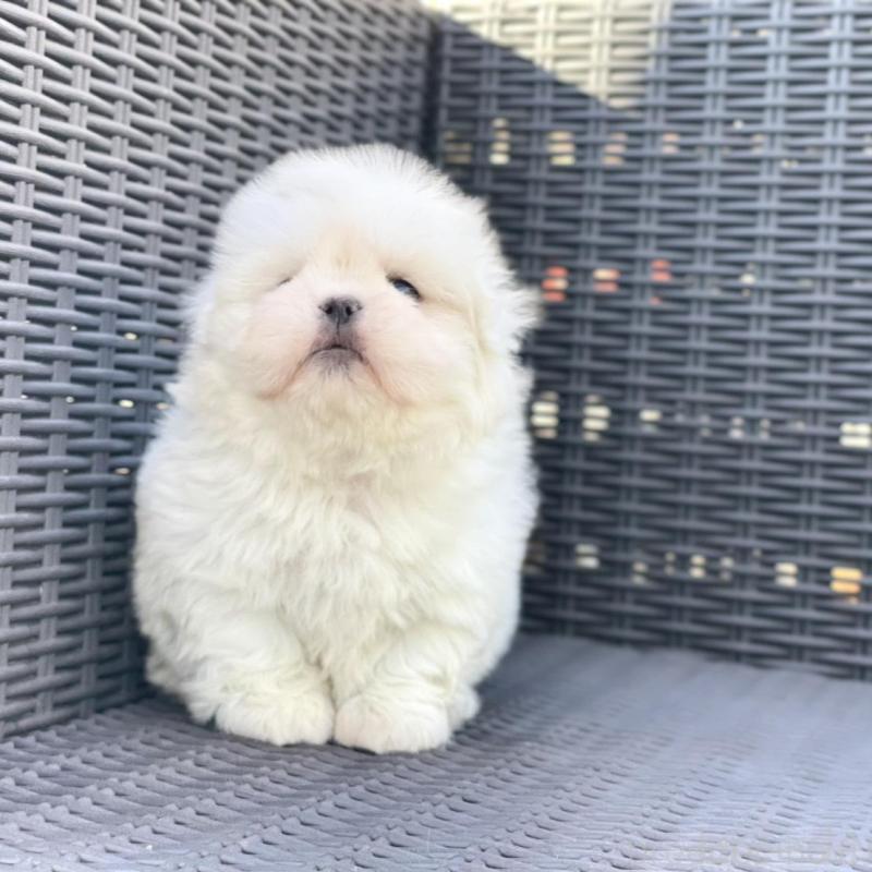 販売中の山梨県のミックス犬-430783の7枚目